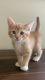 American Shorthair Cats for sale in Brooklyn, NY, USA. price: NA