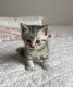 American Shorthair Cats for sale in Brooklyn, NY 11229, USA. price: NA