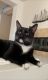 American Shorthair Cats for sale in Palm Desert, CA 92211, USA. price: $400