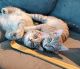 American Shorthair Cats for sale in Ocean View, DE 19970, USA. price: NA