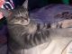 American Shorthair Cats for sale in Abilene, TX, USA. price: NA