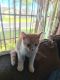 American Shorthair Cats for sale in Whittier, CA, USA. price: NA