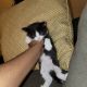 Cute Tuxedo kitten