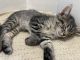 American Shorthair Cats for sale in Pico Rivera, CA 90660, USA. price: NA