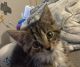 American Shorthair Cats for sale in Hardinsburg, KY, USA. price: $15