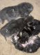 American Shorthair Cats for sale in Durham, NC, USA. price: $100