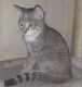American Shorthair Cats for sale in Brooklyn, NY, USA. price: NA