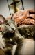 American Shorthair Cats for sale in Scripps Ranch, San Diego, CA, USA. price: NA