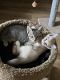 American Shorthair Cats for sale in Hacienda Heights, CA, USA. price: NA