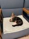 American Shorthair Cats for sale in Buffalo, NY, USA. price: NA