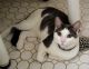 American Shorthair Cats for sale in Detroit, MI 48221, USA. price: NA