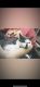 American Shorthair Cats for sale in Interlachen, FL 32148, USA. price: NA