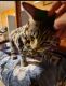 American Shorthair Cats for sale in San Diego, CA, USA. price: NA