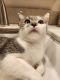 American Shorthair Cats for sale in Monterey Park, CA, USA. price: NA