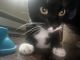 American Shorthair Cats for sale in Pawtucket, RI, USA. price: NA