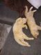 American Shorthair Cats for sale in Bullhead City, AZ, USA. price: NA