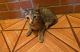 American Shorthair Cats for sale in 3439 Knox Pl, Bronx, NY 10467, USA. price: $160