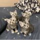 American Shorthair Cats for sale in Green Valley, CA 94534, USA. price: NA