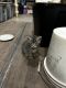 American Shorthair Cats for sale in Stillwater, OK, USA. price: NA