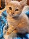 American Shorthair Cats for sale in Milford, NH 03055, USA. price: NA