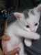 American Shorthair Cats for sale in Bronx, NY, USA. price: $350