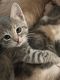 American Shorthair Cats for sale in 18801 Roberts Rd, Desert Hot Springs, CA 92241, USA. price: NA