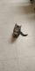 American Shorthair Cats for sale in Reno, NV 89512, USA. price: $40