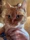 American Shorthair Cats for sale in Hopkinsville, KY, USA. price: $25