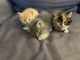 American Shorthair Cats for sale in Salisbury, NC, USA. price: $25