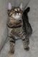 American Shorthair Cats for sale in Manhattan, New York, NY, USA. price: $250