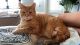 American Shorthair Cats for sale in Clearwater, FL, USA. price: NA