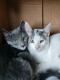American Shorthair Cats for sale in Webster, NY 14580, USA. price: $40