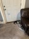 American Shorthair Cats for sale in Chicago, IL, USA. price: $1,000