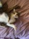 American Shorthair Cats for sale in Hope Mills, NC, USA. price: $100