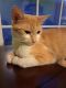 American Shorthair Cats for sale in Springfield, MO, USA. price: $40