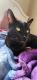 American Shorthair Cats for sale in Puyallup, WA, USA. price: NA