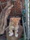 American Shorthair Cats for sale in Randallstown, MD, USA. price: $300