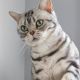 American Shorthair Cats for sale in Las Vegas, Nevada. price: $550