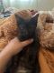 American Shorthair Cats for sale in Linthicum Heights, Maryland. price: $175