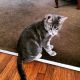 American Shorthair Cats for sale in Downey, CA, USA. price: NA
