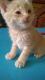 American Shorthair Cats for sale in Downey, CA, USA. price: NA
