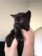 American Shorthair Cats for sale in San Diego, CA, USA. price: NA