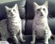 American Shorthair Cats for sale in Berkeley, CA, USA. price: NA