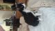 American Shorthair Cats for sale in Richardson, TX, USA. price: NA