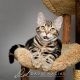 American Shorthair Cats for sale in Riverside, CA, USA. price: NA