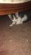 American Shorthair Cats for sale in Vallejo, CA, USA. price: NA