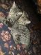 American Shorthair Cats for sale in Norman, OK 73072, USA. price: NA