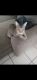 American Shorthair Cats for sale in Pomona, CA, USA. price: NA