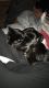 American Shorthair Cats for sale in St. George, UT, USA. price: $150