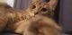 American Shorthair Cats for sale in Merced, CA 95348, USA. price: NA
